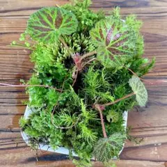 ⭐️星屑⭐️様 リクエスト 3点 まとめ商品