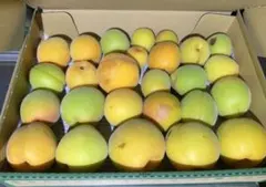 【訳あり】山形県産　梅　黄色梅　産地直送　コンパクト発送のサムネイル