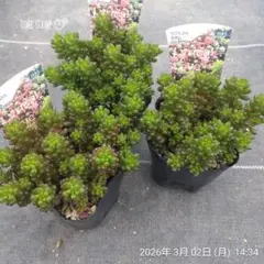 1ポット985円 セダム 萌乙女 6cmポット - メルカリ