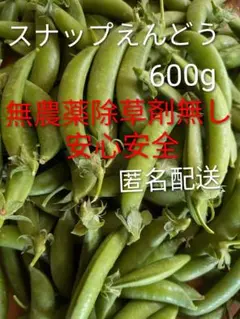 新鮮 ニムラ　スナップえんどう　野菜　豆 10月蒔きエンドウ豆】ニムラサラダスナップ 20ml | タネのハシモト