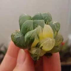 【特価】ハオルチア　オブツーサ錦　北極の光　超極上斑　総柄