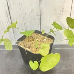 激レア！　フィカス　ペティオラリス　実生　塊根植物　４株まとめのサムネイル