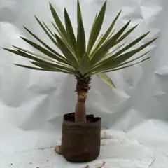 2026年最新】ユッカ グロリオサの人気アイテム - メルカリ