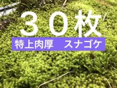 天然スナゴケ 無農薬 大容量 約40×30cm テラリウム 苔 10枚 - メルカリ