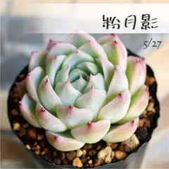 多肉植物【小桃】古都の葉さん ポットごと or 抜き苗 6㎝ポット - メルカリ