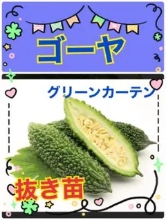 がしゅまる様専用ページ【ゴーヤ】抜き苗