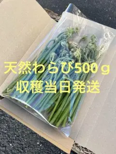 新鮮採れたてわらび450ｇ ⑤