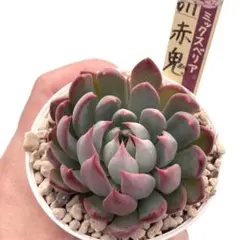 さ*み様 【極上苗】ミックスベリア 赤鬼 多肉植物 おらいさん 自家繁殖苗