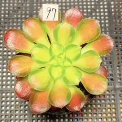 98#観葉植物アエオニウム錦❤️サラダボール中斑錦❤️韶華❤️1大頭