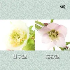 2026年最新】チベタヌス 苗の人気アイテム - メルカリ