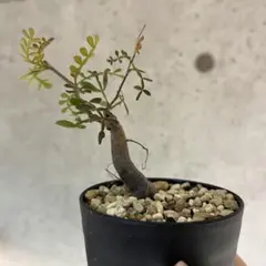 かつる様 リクエスト 2点 まとめ商品