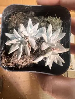 まえ様 リクエスト 2点 まとめ商品