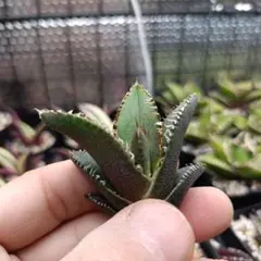 とも様 リクエスト 5点 まとめ商品