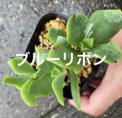 クラッスラ　ブルーリボン　抜き苗　金の成る木や花月の仲間のサムネイル