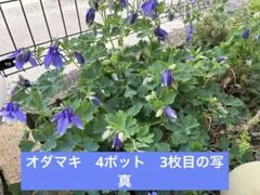 オダマキ苗　4ポット　ブルーのサムネイル