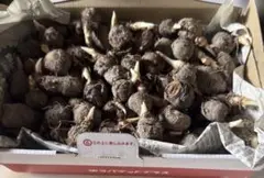 千葉県産里芋 土垂れ箱込み5キロ - メルカリ