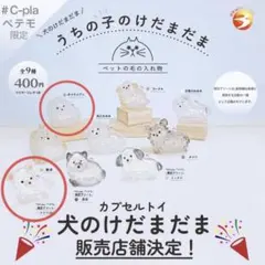 うちの子のけだまだま　チワワ(白) ポメラニアン