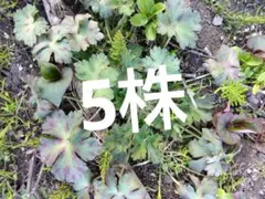 山野草・極姫ユキノシタ⑤ 豆鉢/盆栽/苔テラリウム/パルダリウムに