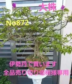 ブーゲンビリアNo872盆栽 らくらくメルカリ便発送 ブーゲンビリアNo872盆栽 らくらくメルカリ便発送 - メルカリ