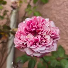 2026年最新】バラ苗 切花の人気アイテム - メルカリ