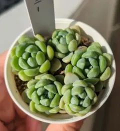 メルカリ