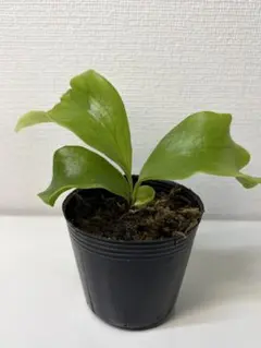ヒリー　ンガサイ　spore ビカクシダのサムネイル