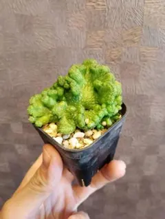 2026年最新】オベサ 綴化の人気アイテム - メルカリ