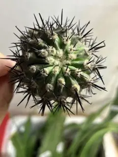 サボテン　黒王丸　接ぎ木　特別価格のサムネイル