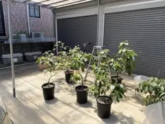 茨城県取手市引き取り限定　アボカドの苗木 鉢植え ６本セット 茨城県取手市引き取り限定 アボカド 苗木 鉢植え 6本セット - メルカリ