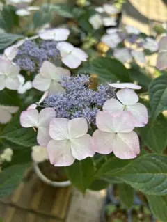 ちえ様 リクエスト 2点 まとめ商品