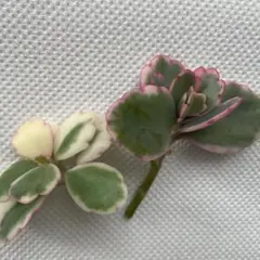 マザーリーフ　カット苗　2本セット