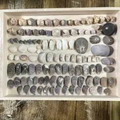 天然採集 貝殻 素材 アソート［五島列島産］