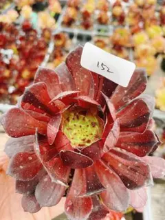 162 グリーン雨花石 多肉植物 アエオニウム 抜き苗 - メルカリ