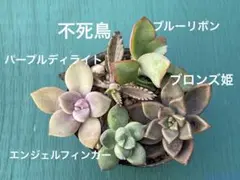 5種セット② 多肉植物　カット苗