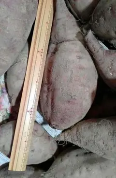 さつま芋　紅はるかC　箱込み12Kg