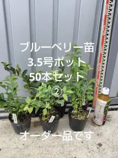2026年最新】パウダーブルー ブルーベリー 苗の人気アイテム - メルカリ
