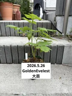 【26年苗】ラズベリー　苗　ゴールデンエベレスト　Golden Everestのサムネイル