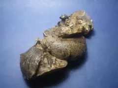 三葉虫 化石 fossil 海 ボリビア産 trilobite 海生動物種別⑩ - メルカリ