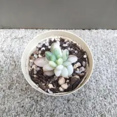 多肉植物　　乙女心錦　カット苗