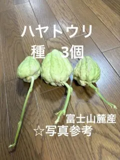 2026年最新】ハヤトウリ苗の人気アイテム - メルカリ
