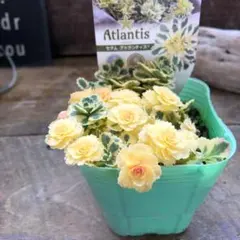 美香様 リクエスト 6点 まとめ商品