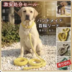 首輪　リードセット　犬　激安　２セット　黄色　Lサイズ