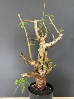 ボスウェリア ネグレクタ 現地株 発根済み 塊根植物 - メルカリ