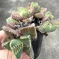 ロウルサンコさんラベル付き☆多肉植物 フォーカリア ライオンキング ロウルサンコさんラベル付き☆フォーカリア ライオンキング