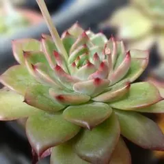 多肉植物 アエオニウム 夕映え 群生 抜き苗 - メルカリ