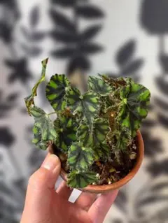 Kentac様 リクエスト 2点 まとめ商品