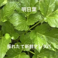 明日葉　採れたて新鮮アシタバ　小動物・うさぎさん・アゲハ幼虫にも　約100gのサムネイル