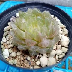 2026年最新】ハオルチア エメラルドLEDの人気アイテム - メルカリ