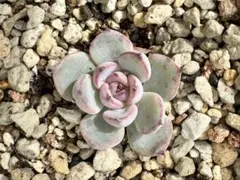 2025年最新】おらいさん苗 ブルーベリームーンの人気アイテム