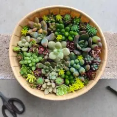 多肉植物 寄せ植え エケベリア セダム 詰め合わせカット苗のサムネイル